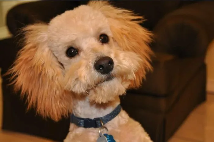 Oscar The Maltipoo