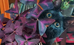 50 Astonishing Plants That Seem Straight Out Of Science Fiction