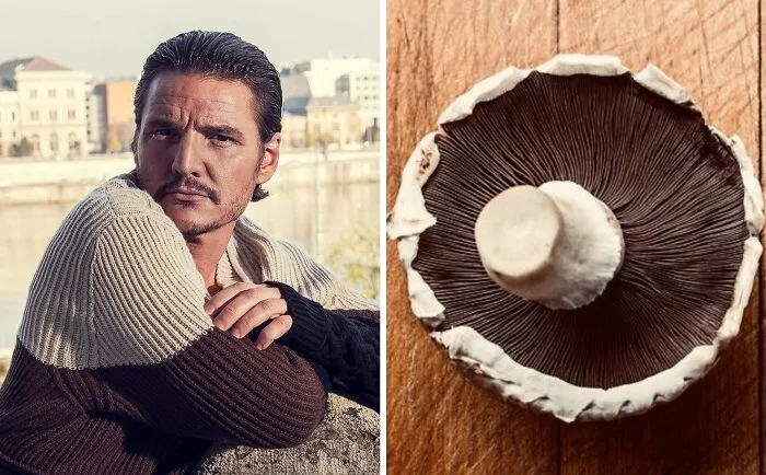 'X' User Makes A Thread That Shows Pedro Pascal With Matching Quokkas And Mushrooms, And It's Hilariously Accurate (22 Pics)
