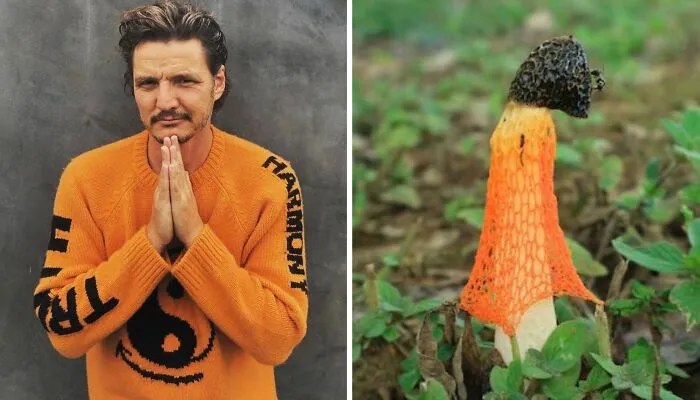 'X' User Makes A Thread That Shows Pedro Pascal With Matching Quokkas And Mushrooms, And It's Hilariously Accurate (22 Pics)