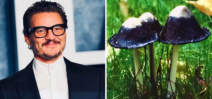 'X' User Makes A Thread That Shows Pedro Pascal With Matching Quokkas And Mushrooms, And It's Hilariously Accurate (22 Pics)