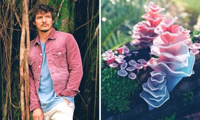 'X' User Makes A Thread That Shows Pedro Pascal With Matching Quokkas And Mushrooms, And It's Hilariously Accurate (22 Pics)