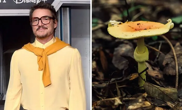 'X' User Makes A Thread That Shows Pedro Pascal With Matching Quokkas And Mushrooms, And It's Hilariously Accurate (22 Pics)
