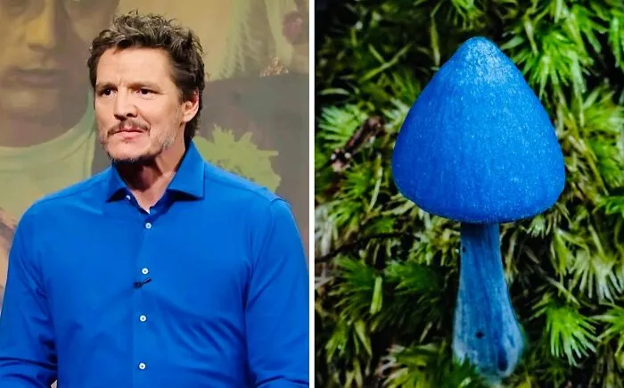 'X' User Makes A Thread That Shows Pedro Pascal With Matching Quokkas And Mushrooms, And It's Hilariously Accurate (22 Pics)