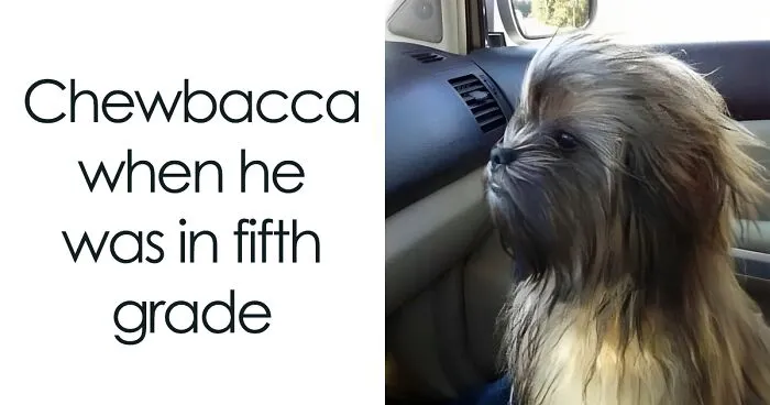 45 Funny And Polite Memes That Don't Laugh At Anyone's Expense, As Shared By This Facebook Page