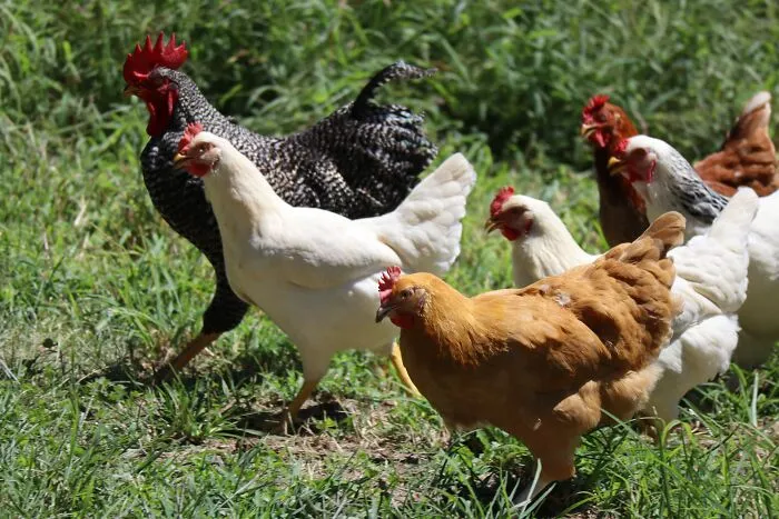Chickens walking