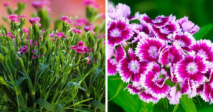 Learn To Grow And Maintain Your Own Dianthus Plant At Your Home