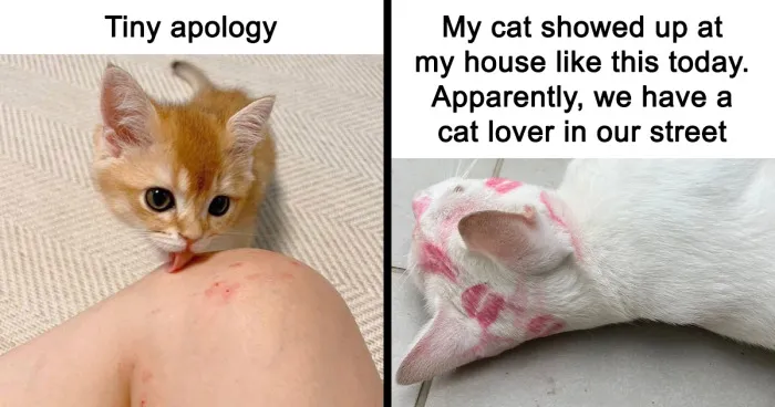50 Cat Memes Any Cat Lover Would Appreciate