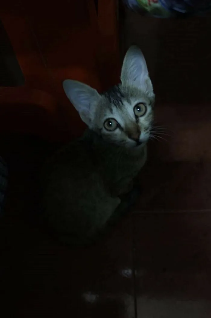 He Always Sit Under My Cabin And Scare me