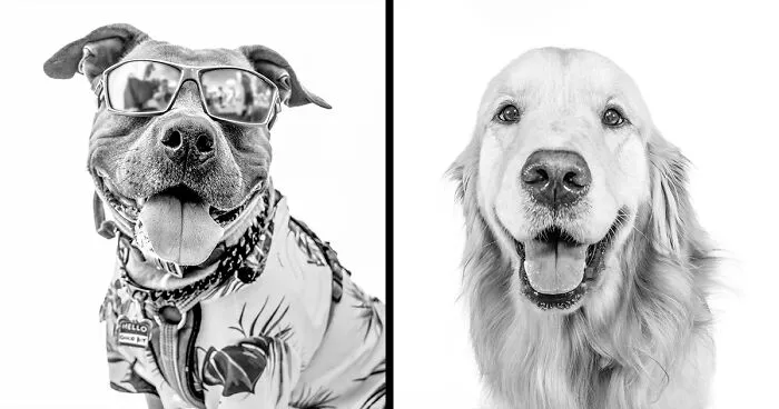 I Love To Photograph Dogs In Black And White, And Here Are My 18 Best Shots