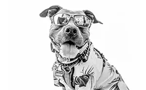 I Love To Photograph Dogs In Black And White, And Here Are My 18 Best Shots