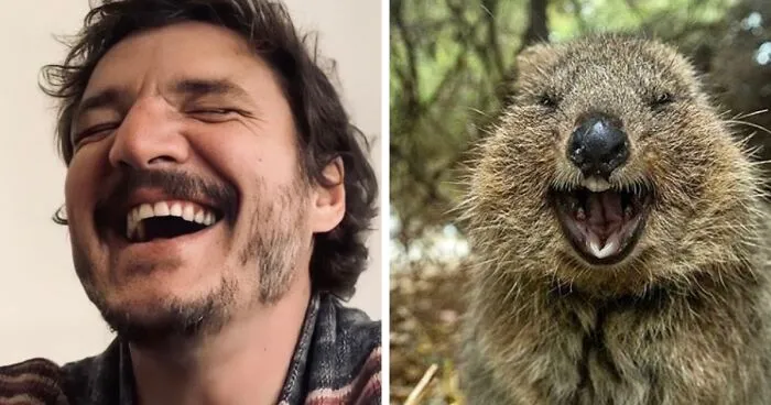 'X' User Makes A Thread That Shows Pedro Pascal With Matching Quokkas And Mushrooms, And It's Hilariously Accurate (22 Pics)