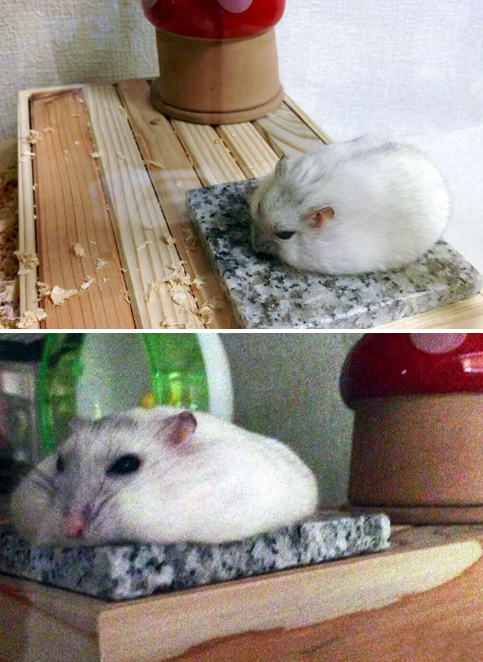 Hamster Cooling Down In Summer