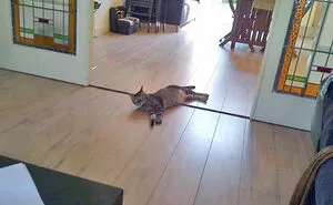 50 Cute Pets That Tried Paw And Tail To Escape Summer Heat