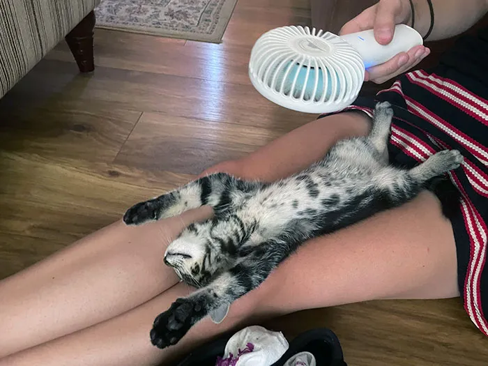 Our Cat Having His Tummy Fanned On A Super Hot Day