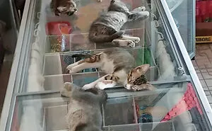 50 Cute Pets That Tried Paw And Tail To Escape Summer Heat