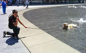 50 Cute Pets That Tried Paw And Tail To Escape Summer Heat