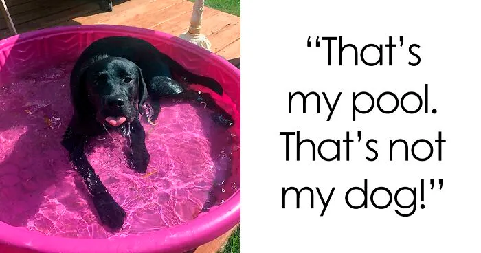 50 Cute Pets That Tried Paw And Tail To Escape Summer Heat