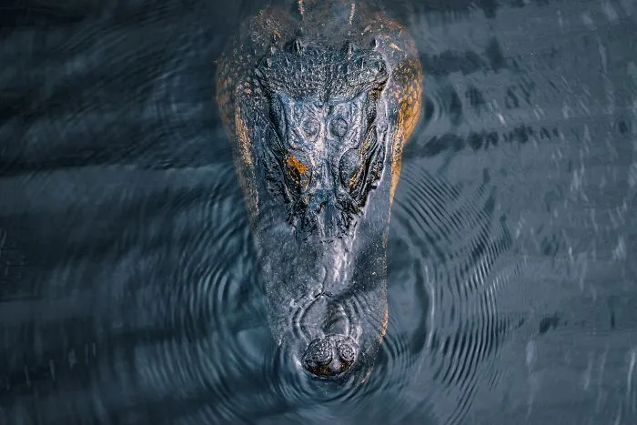 69 Of The Most Fascinating Crocodile Facts