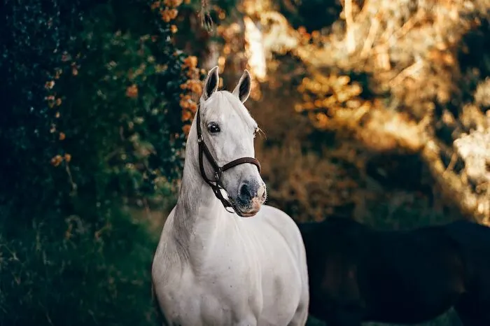 Movie Horses Deserve Better
