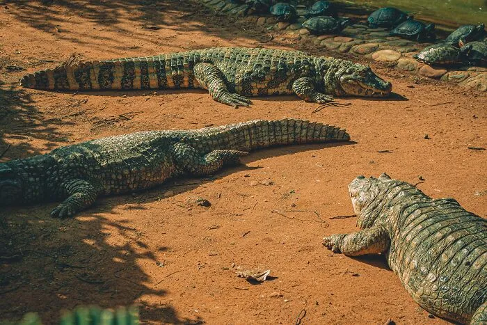 69 Of The Most Fascinating Crocodile Facts