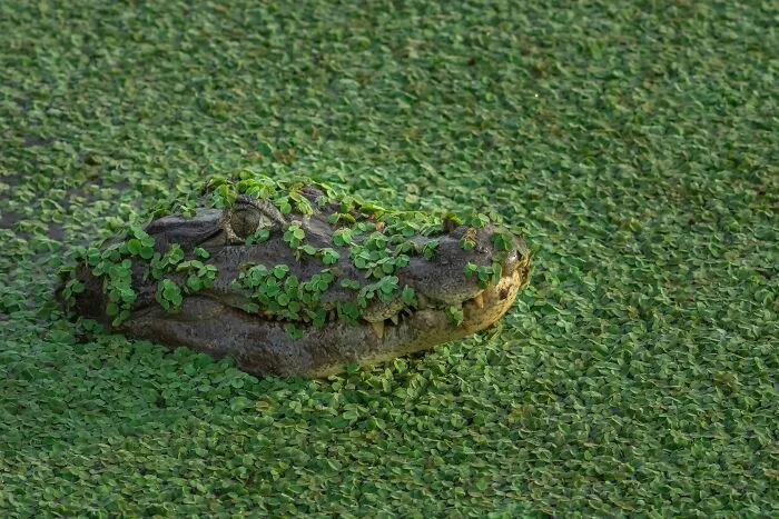 69 Of The Most Fascinating Crocodile Facts