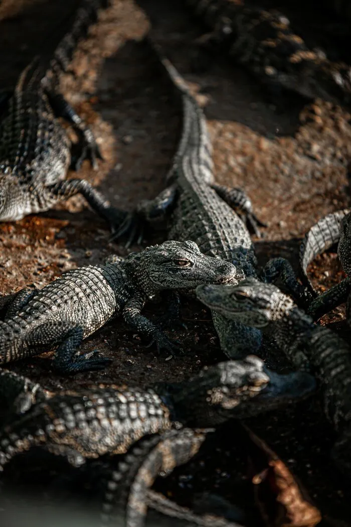 69 Of The Most Fascinating Crocodile Facts