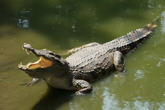 69 Of The Most Fascinating Crocodile Facts