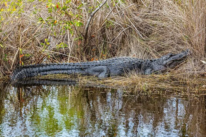 69 Of The Most Fascinating Crocodile Facts