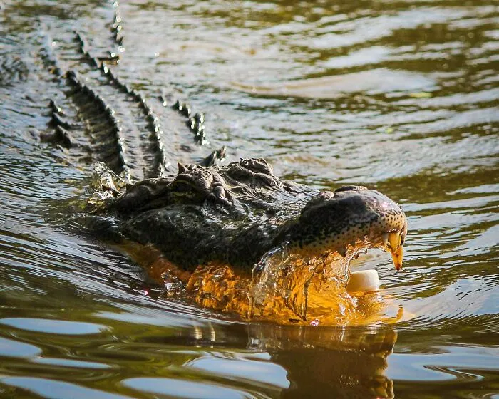 69 Of The Most Fascinating Crocodile Facts