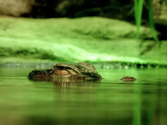 69 Of The Most Fascinating Crocodile Facts
