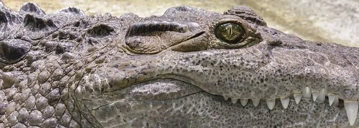 69 Of The Most Fascinating Crocodile Facts