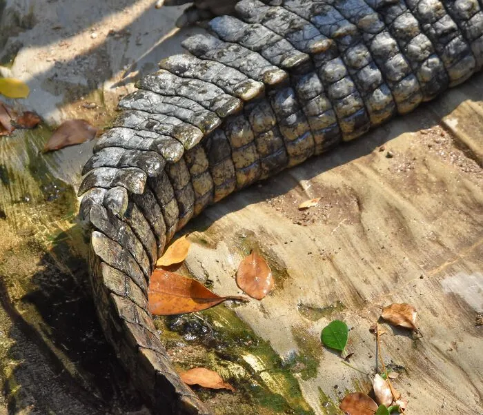 69 Of The Most Fascinating Crocodile Facts