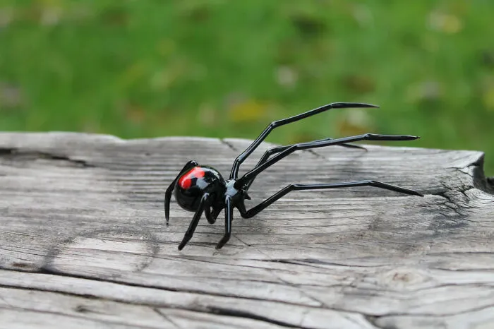 I Made Glass Spider Figurines As An Idea For Halloween Decorations (10 Pics)