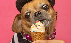 I Photographed Dogs Eating Ice Cream Cones And These Pictures Might Melt Your Heart (21 Pics)