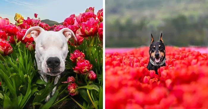 I Took 20 Pictures Of Dogs Playing In Flower Fields, Making The Best Memories For Their Owners