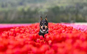 I Took 20 Pictures Of Dogs Playing In Flower Fields, Making The Best Memories For Their Owners