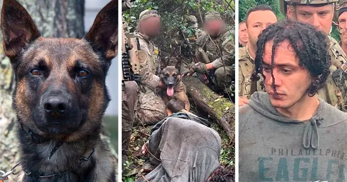 K9 Police Dog Takes 5 Minutes To Take Down A Convict Who Escaped From Prison