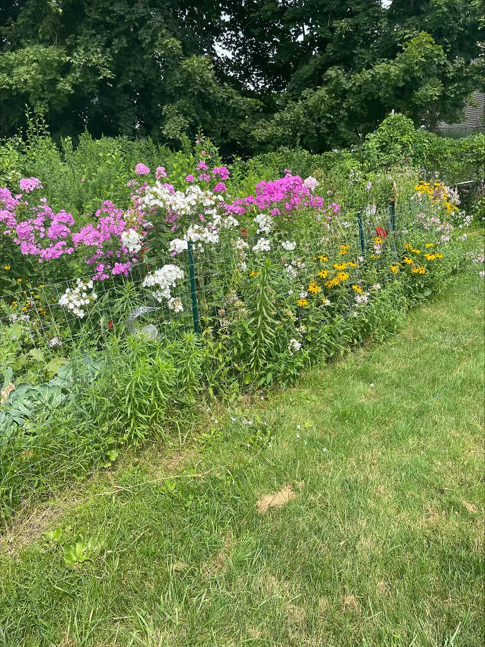 My Garden This Year - Spent A Lot Of Evenings Sitting In Front Of It With My Pup. Watching The Birds Esp The Hummingbirds. Love