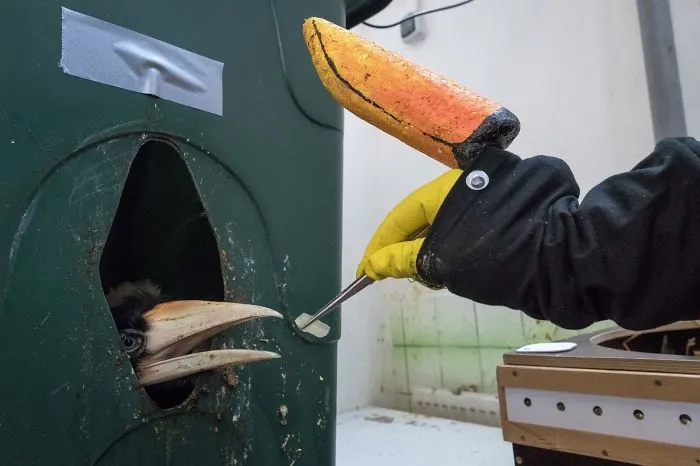 Personal del zoo alimentando a crías de cálao