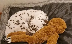 Hey Pandas, Post A Picture Of Your Pet Cuddling With A Plushie (Closed)