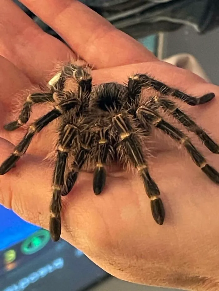 My 8 Legged Furbaby, Cabal ... Hims A Good Boy!