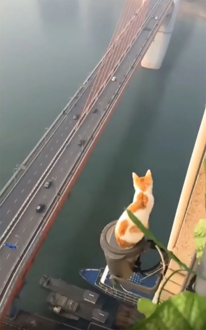 9 Lives
