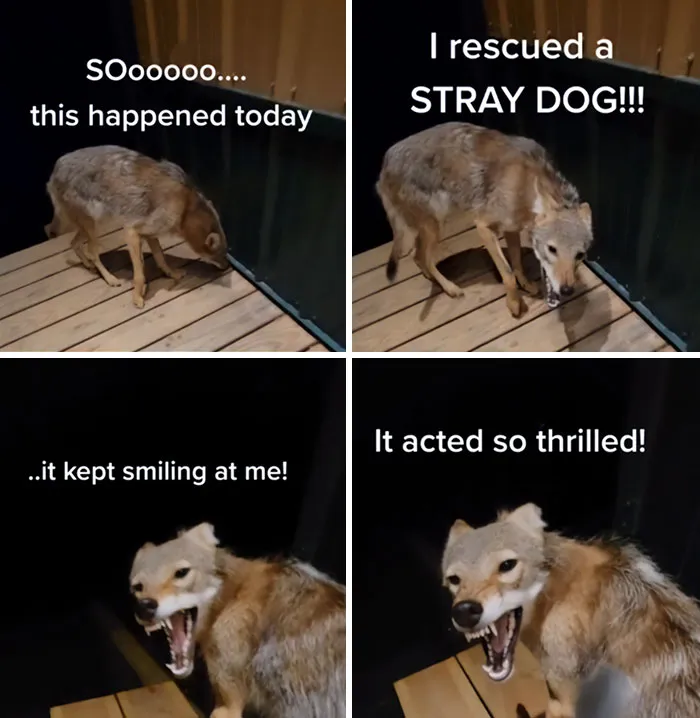 My Hobbies Are Smoking Weed And Rescue Stray Dogs In The Woods
