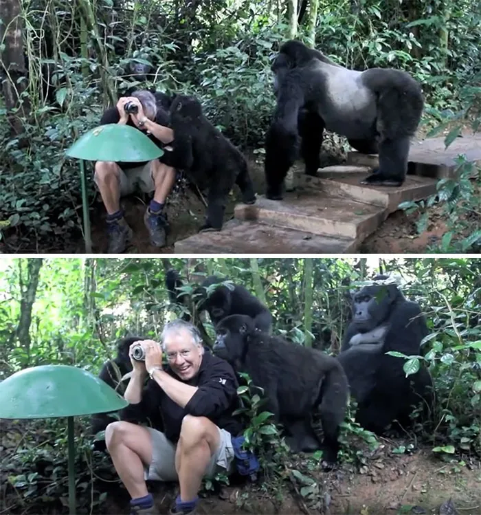 Gorilla Family Checking Out Wildlife Photographer