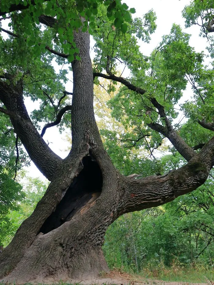 Trees Don't Have Magic Regeneration Powers, Actually