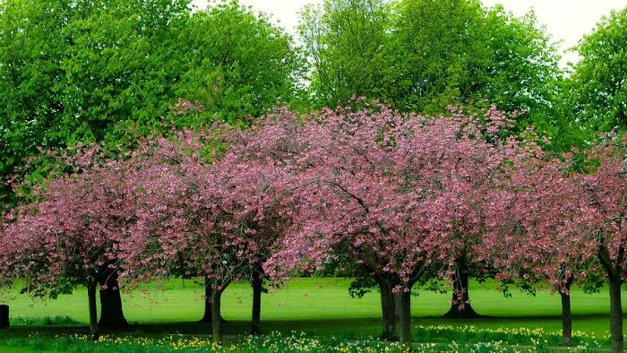 Spring Blossom