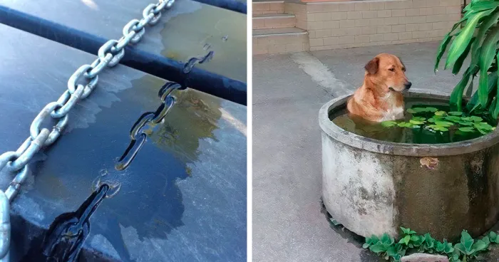50 Raw And Funny Pics From People Who Were Just Trying To Get Through A Summer Heatwave (New Pics)
