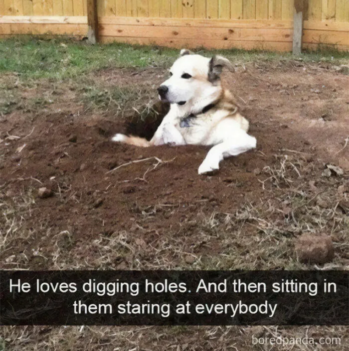 50 Hilarious Dog Snapchats That Are Impawsible Not To Laugh At