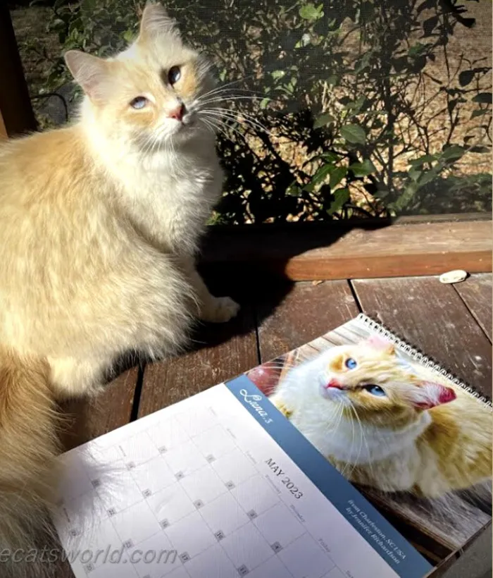 30 Cats That Won A Spot In Our Yearly Calendar, Posing Next To Their Winning Photos